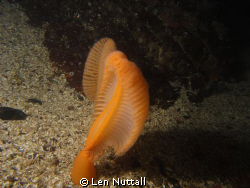 not award winning but a reminder of color in the dark, co... by Len Nuttall 